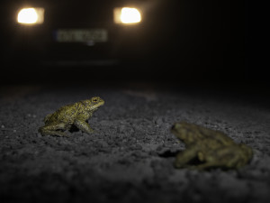 Ropucha obecná, foto Michal Šulc