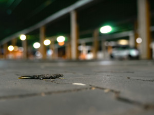 Čolek velký, foto Michal Šulc