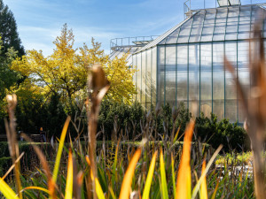 Květnaté louky, jarní věnce i výstava kaktusů. Botanická zahrada slaví 130 let