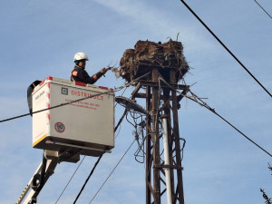Likvidace starého hnízda čápů