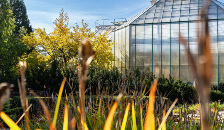 Květnaté louky, jarní věnce i výstava kaktusů. Botanická zahrada slaví 130 let