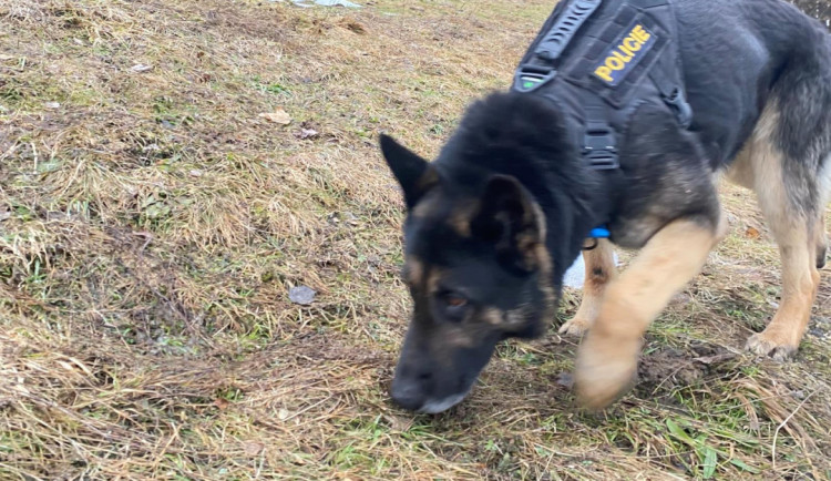 Policejní pes Leader opět zachránil život. V Liberci pomohl vypátrat muže, který se loučil se životem