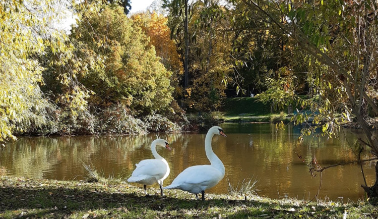 S blížícím se jarem přichází i hnízdění ptáků ve Stromovce. Správa parku žádá pejskaře o větší pozornost