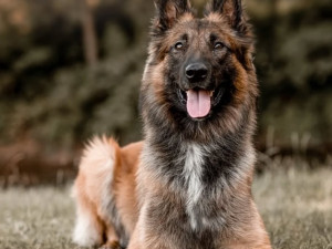 V Liberci a ve Stráži řádil žhář, vypátral ho policejní pes Alligator. Muži pod vlivem alkoholu hrozí rok vězení