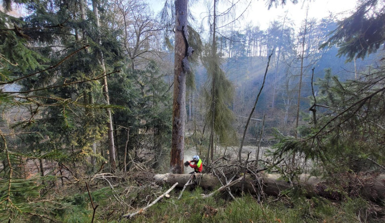 Lesy ČR s těžbou stromů ve špatném stavu v Pekle na Českolipsku finišovaly o víkendu.
