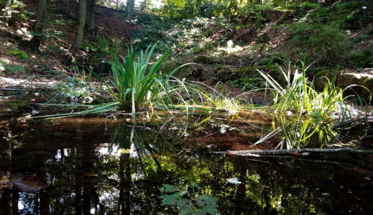 Základem nového řešení je konstruovaný (umělý) mokřad, který vznikl v podmáčené roklince vedle výběhu levhartů (na snímku).