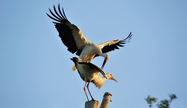 Čápi přilétají zpátky do Česka a postupně obsazují hnízda. Zapojte se do jejich sčítání, vyzývají ornitologové