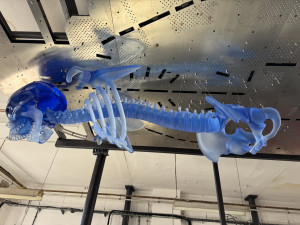 V Železném Brodě vyrobili skláři největšího skleněného kostlivce světa. Zdobit bude bývalý obchodní dům Máj