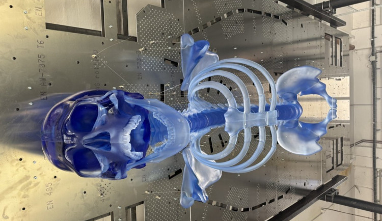 V Železném Brodě vyrobili skláři největšího skleněného kostlivce světa. Zdobit bude bývalý obchodní dům Máj