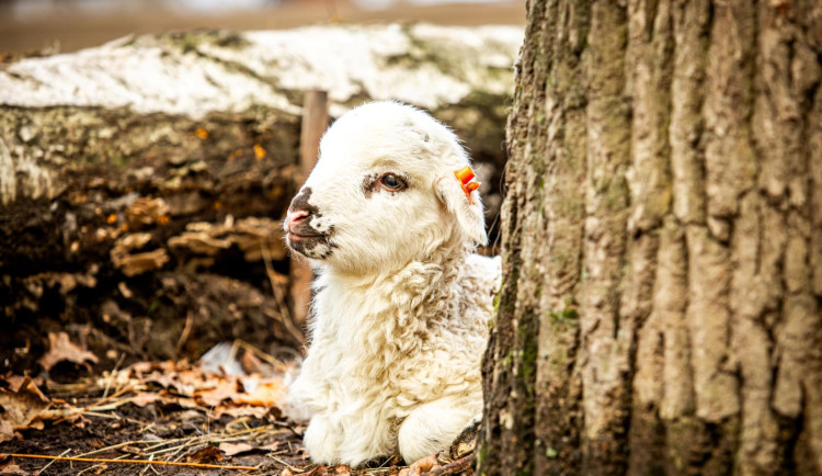 Ostravská zoo se bojí slintavky a kulhavky. Zavádí preventivní opatření proti možné nákaze