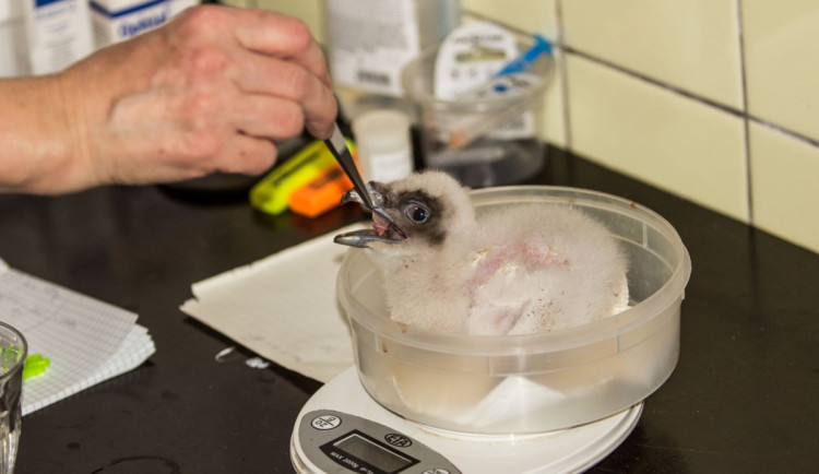 V Ostravě se letos daří orlosupům bradatým. Vylíhla se čtyři mláďata, všechna by se mohla vrátit do přírody