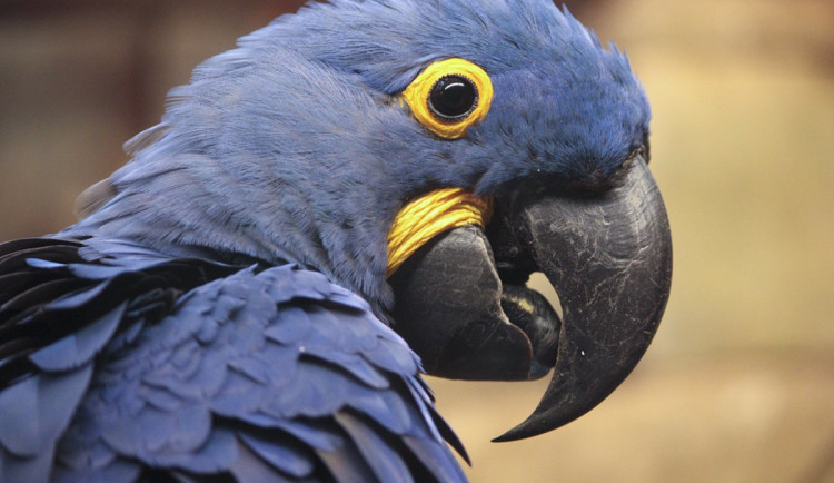 Vyraz dnes do zoo v modrém, vstupné budeš mít za půlku. Liberecká zoo se přidala ke Světovému dni porozumění autismu