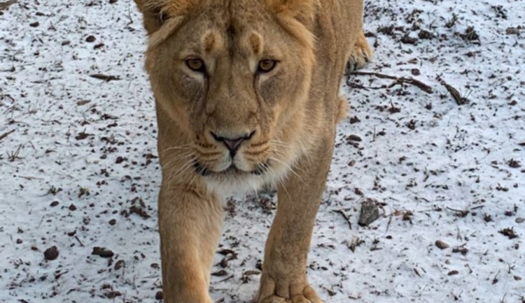 Do Ostravy přicestovala nová samice lva indického ze Švédska. Zoologové touží po lvíčatech
