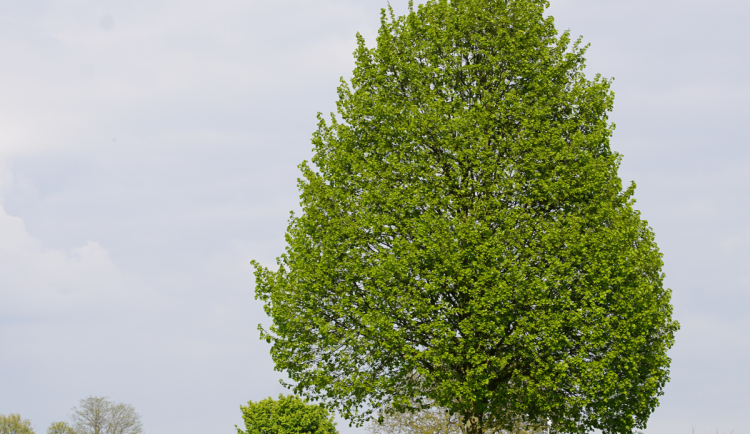 Máte ve svém okolí strom s jedinečným příběhem? Nominuje ho do ankety Strom roku