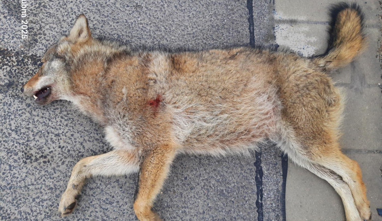 Na silnici před Libercem srazilo dnes auto zřejmě vlka, zvíře srážku nepřežilo