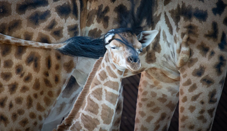 Liberecký kraj znovu vypsal zakázku na modernizaci pavilonu žiraf, cenu zvýšil