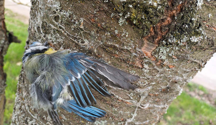 Liberecká Archa zachraňuje sýkorky, které uvízly v lepových pastech na stromech