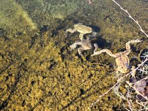 Přes silnice migrují žáby a čolci. Kraj chystá trvalá řešení nezávislá na lidech