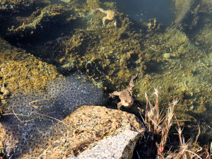 Přes silnice migrují žáby a čolci. Kraj chystá trvalá řešení nezávislá na lidech