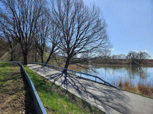 Přes silnice migrují žáby a čolci. Kraj chystá trvalá řešení nezávislá na lidech