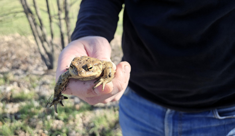 Přes silnice migrují žáby a čolci. Kraj chystá trvalá řešení nezávislá na lidech