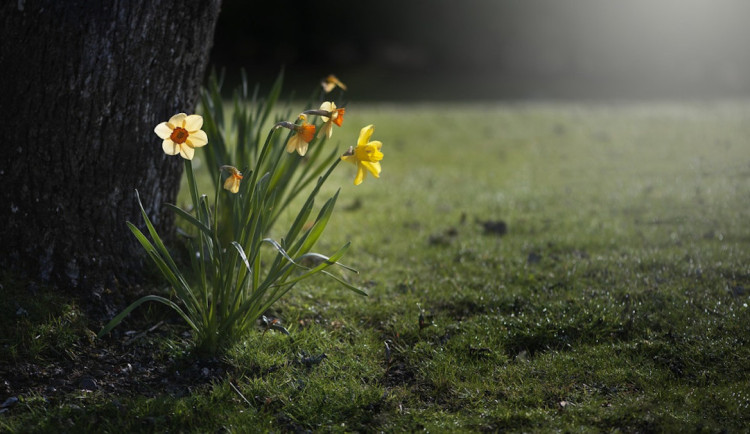 V hradeckém kraji nás čeká nejteplejší týden roku. Teploty se mohou dostat až ke 24 stupňům