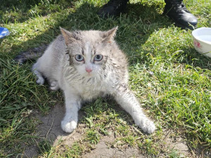 Hasiči při požáru v Horním Růžodole zachránili kočku. Poskytli jí kyslíkovou terapii