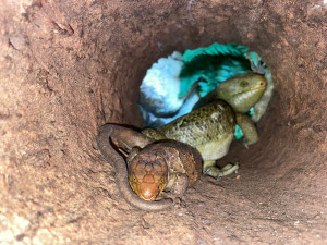 scink šalamounský s mládětem