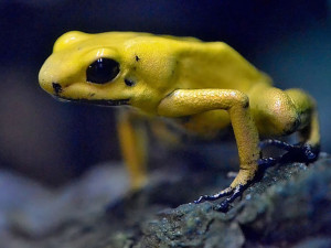 pralesnička strašná