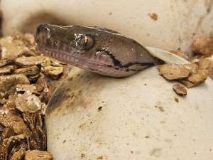 líhnutí krajty mřížkované