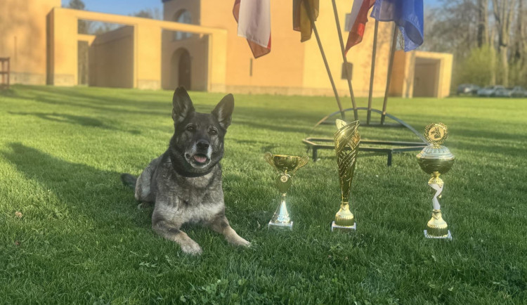 Obec Černousi hostila 13. ročník mezinárodní soutěže psovodů a služebních psů