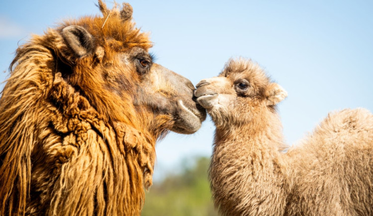 V ostravské zoo pobíhá velbloudí mládě. Narodilo se před měsícem a má dva hrby