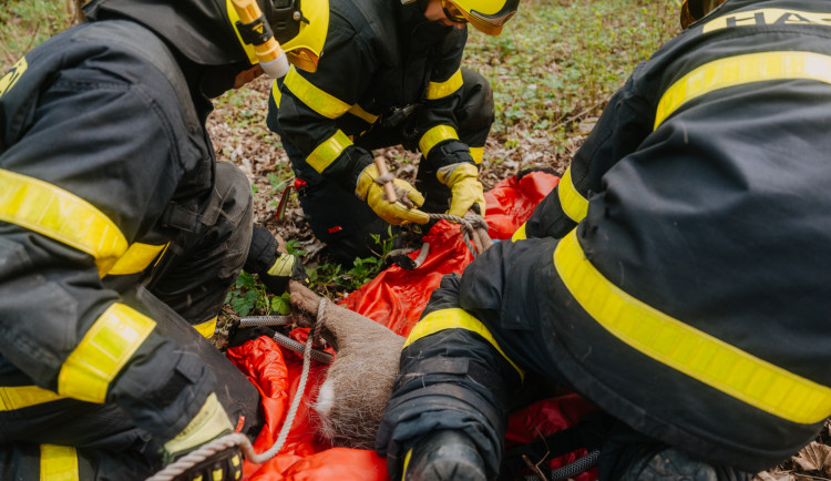 Ostravští hasiči zachránili během Velikonoc srnce. Spadl do jímky pro uzávěr vody