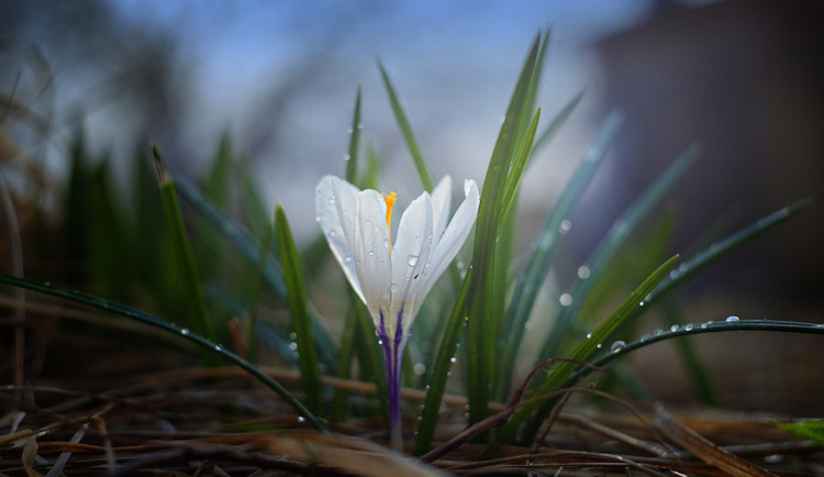 Během víkendu bude slunečno, ale chladno. V noci na neděli se mohou objevit přízemní mrazíky