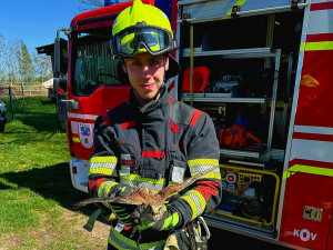 Hrádečtí hasiči zachraňovali poštolku lapenou v jutovině na kraji střechy