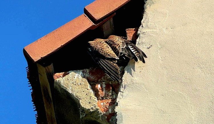 Hrádečtí hasiči zachraňovali poštolku lapenou v jutovině na kraji střechy