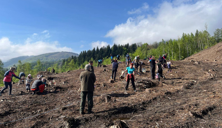 Na Velkém Javorníku v Beskydech přibyly přes víkend stovky mladých stromků