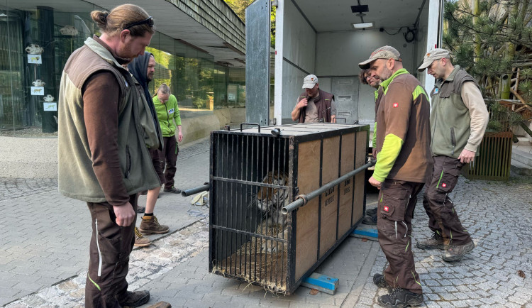 Liberecká zoo poskytla útočiště státem zabavenému tygru ussurijskému