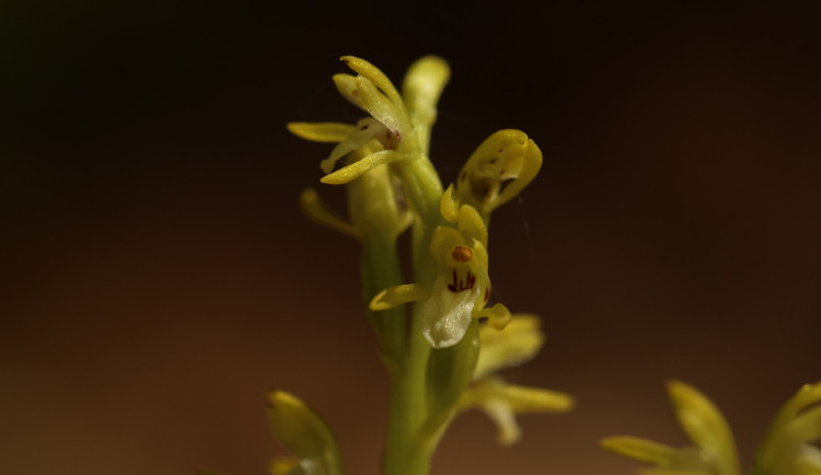 V CHKO Český ráj se po 13 letech našla vzácná a silně ohrožená orchidej