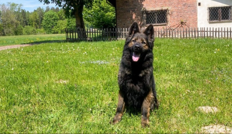 Policejní pes Fantom se opět vyznamenal. Zloděje vypátral bez zaváhání. 