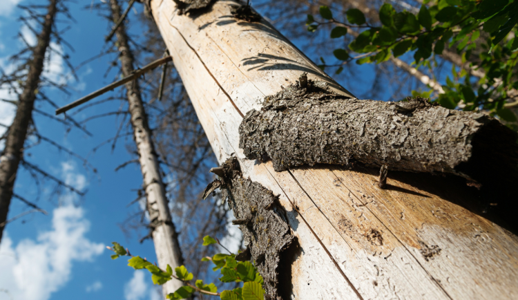 Chladné počasí zastavilo rojení kůrovce. Čekají se obvyklé dvě generace brouka