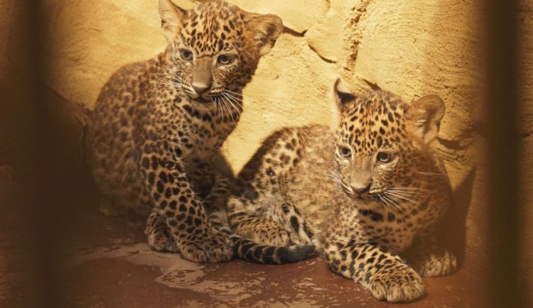 VIDEO: Levhartí koťata se v Ostravě seznamují s venkovním výběhem