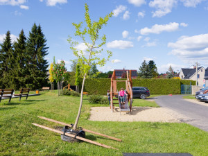 V Hrádku vysadili strom na památku dlouholetého starosty města. Zemřel před rokem