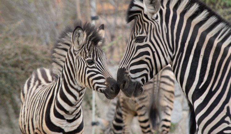 Jedna vstupenka, šest zážitků – s eLpassem objevíte to nejlepší z Libereckého kraje