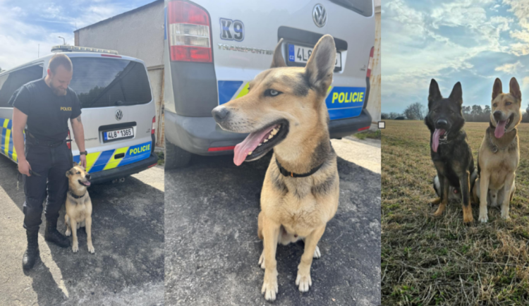 Hvězdná kariéra psa Normana - z útulku do služby u policie. Vyhledává výbušniny
