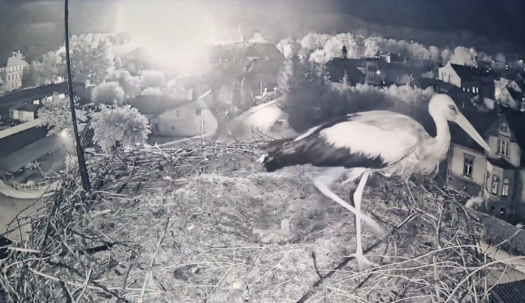 Ohňostroj na slavnostech ve Frýdlantě vyděsil čápa, opustil mláďata