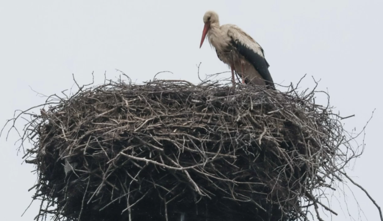 Čáp hnízdí zhruba 600 metrů od chrastavského náměstí