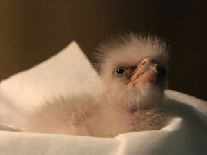 Právě vylíhnutý orel východní v liberecké zoo.