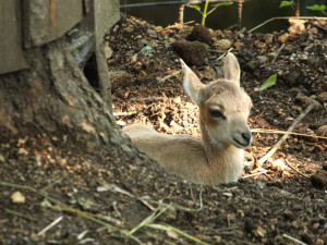 urial bucharský_mládě