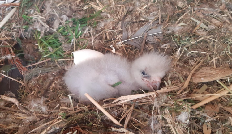orel východní při pokládání do hnízda